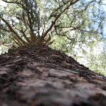 two-trees-web