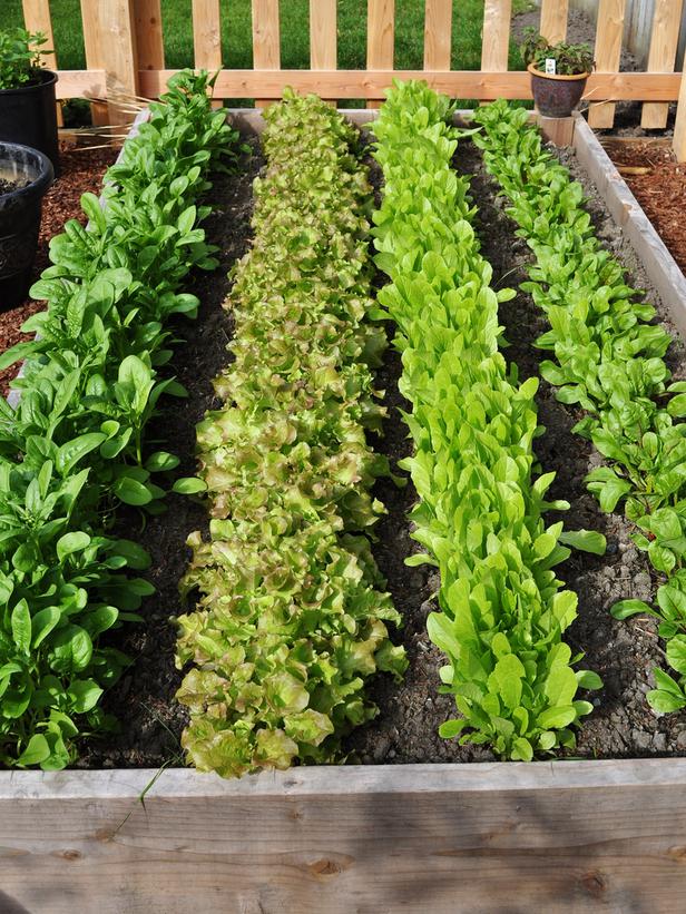 raisedbedlettuce Inner Vision Yoga