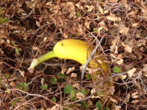 Rare Photo of a ferocious banana in the wild